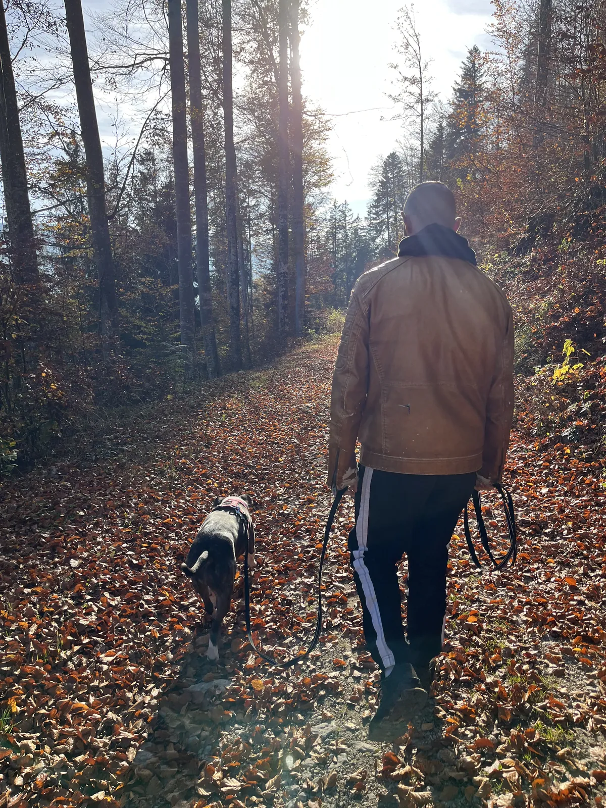 Gestion des problèmes de comportement canin : excitation, rappel et marche en laisse